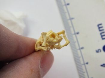 Media type: image;   Herpetology R-6675